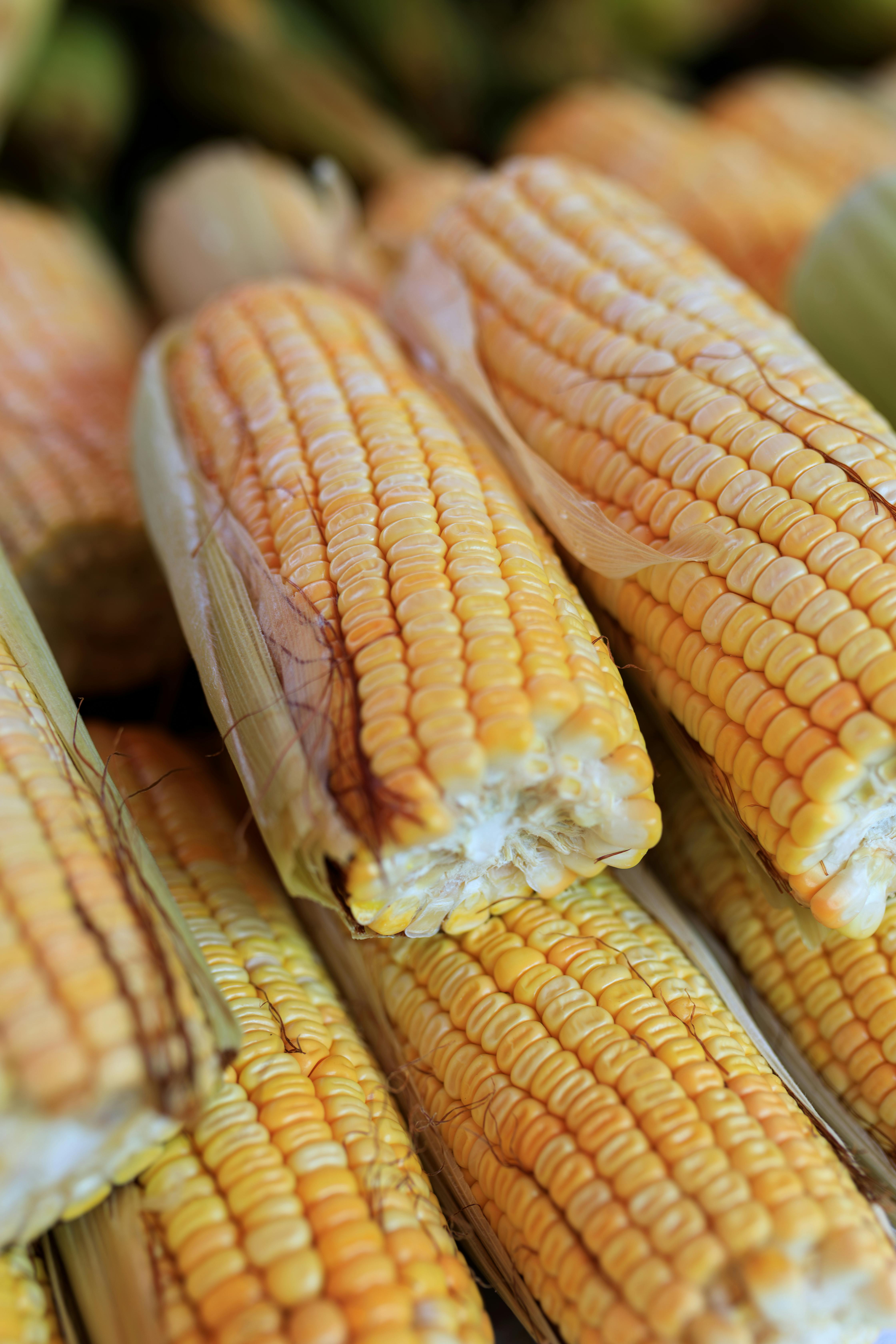 American Plant Food