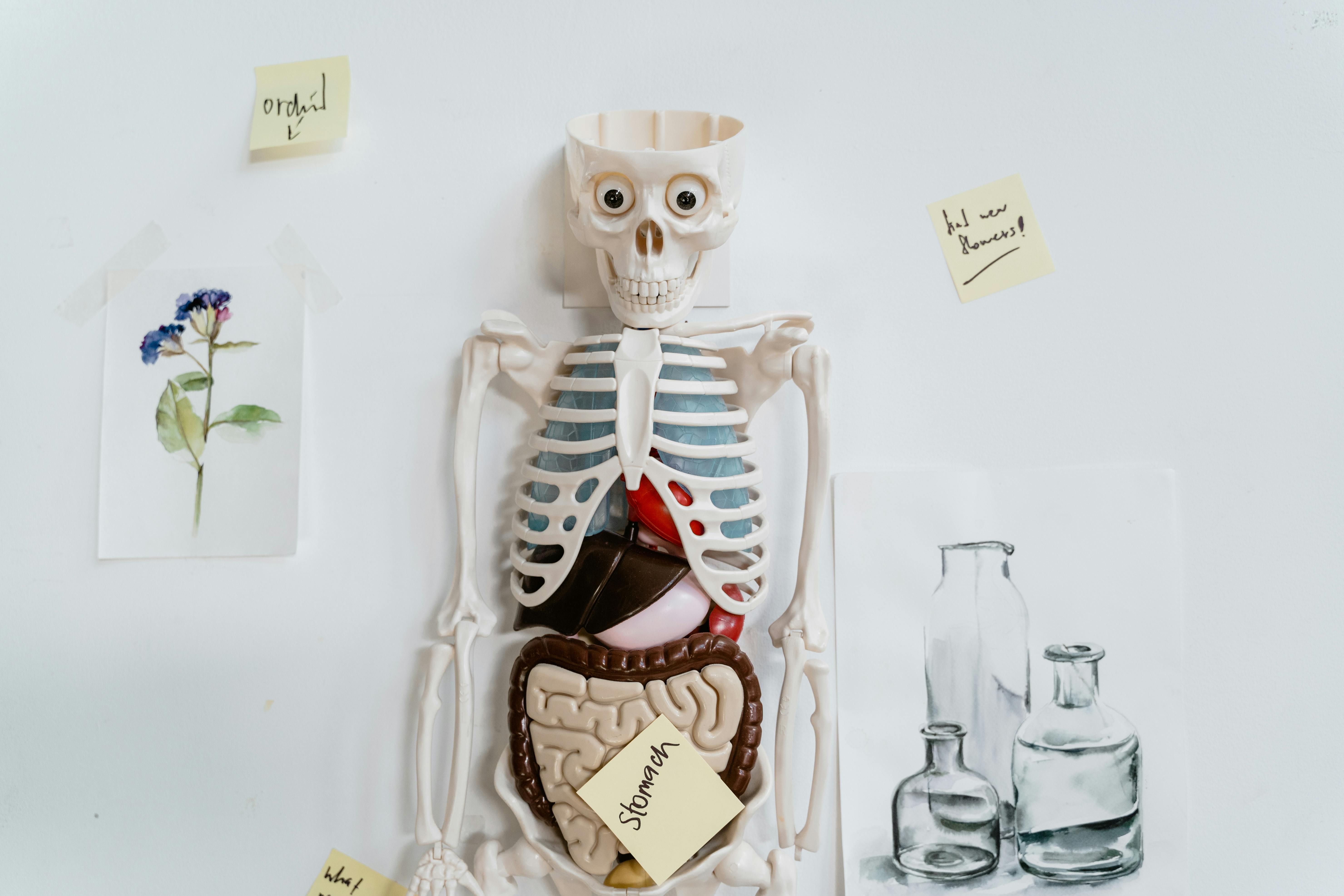 Practical Ways to Harness the 2025 Babe Ruth Diet for Better Health