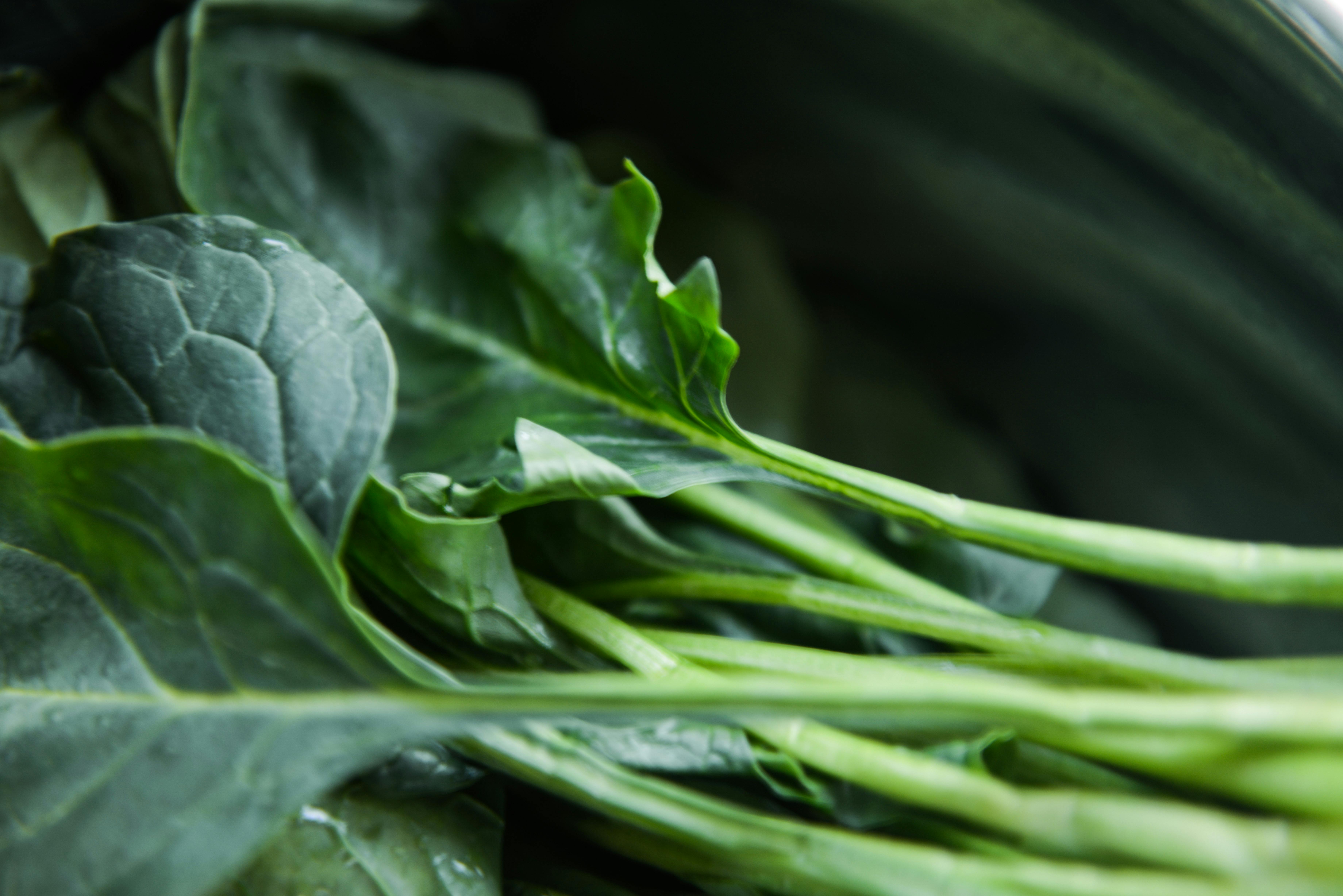 Smart Ways to Optimize Garter Snake Diet in 2025: Learn More!