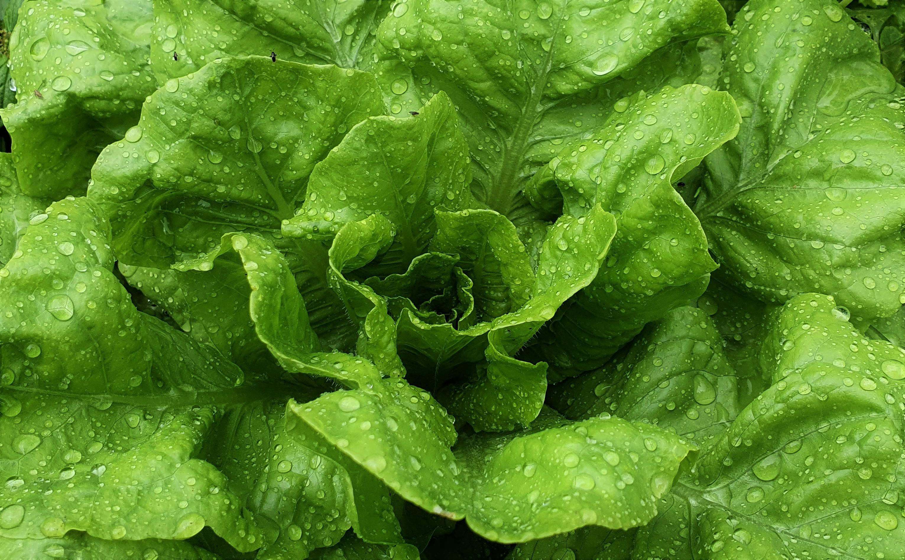 Babe Ruth Diet Image 2