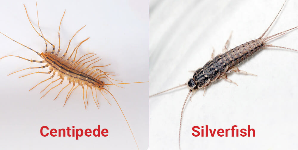 Effective Ways to Understand House Centipede Diet in 2025: Learn More!