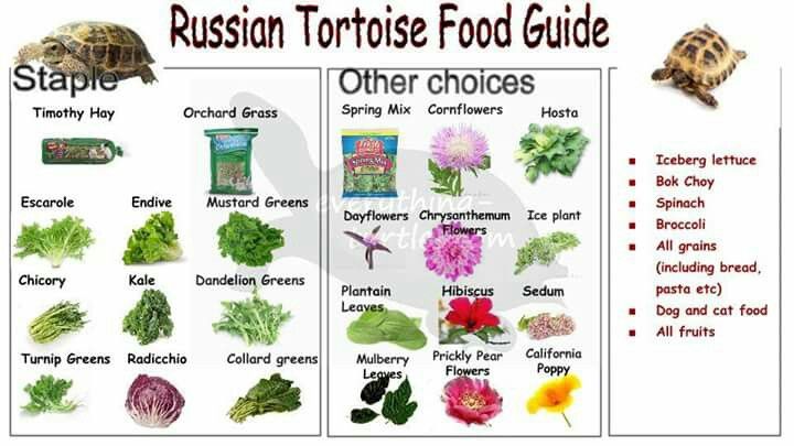 Essential Guide to Russian Tortoise Diet: Optimal Choices for 2025