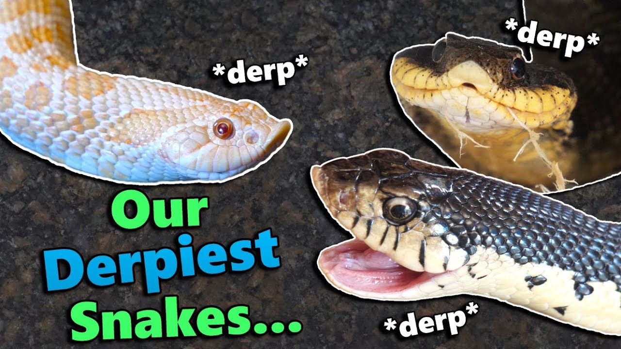 Best 5 Effective Diet Options for Your Hognose Snake in 2025