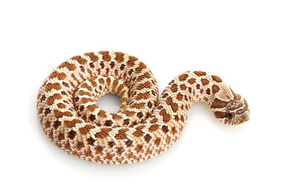 Hognose Snake Diet