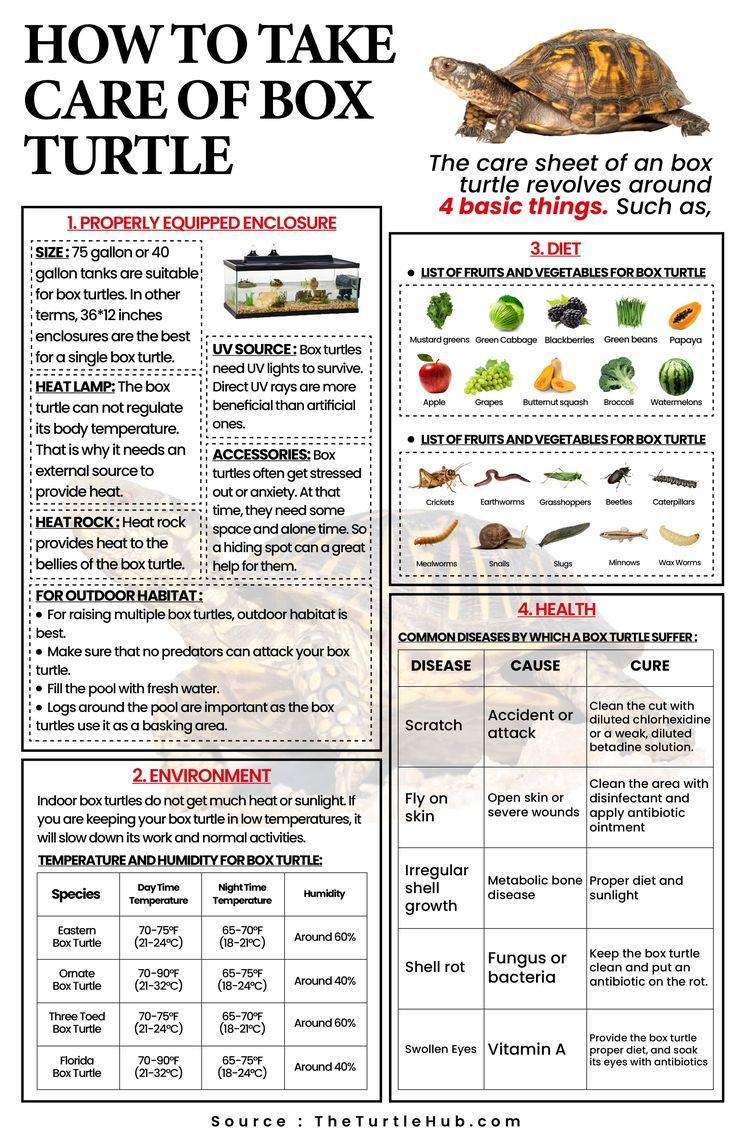 Top 5 Effective Ways to Optimize Eastern Box Turtle Diet in 2025