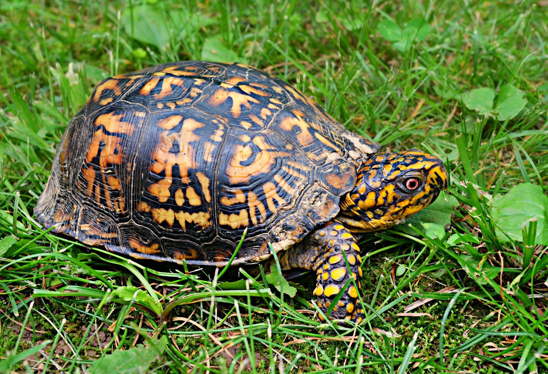 Eastern Box Turtle Diet Image 2