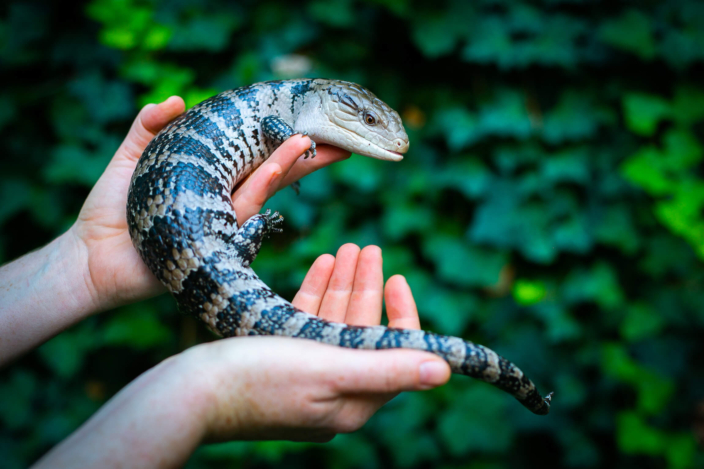 Effective Ways to Optimize Your Blue Tongue Skink Diet for 2025 Success