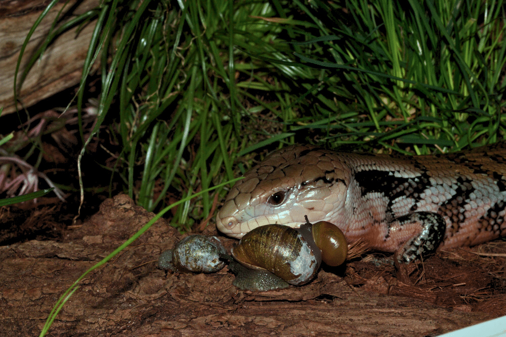 Blue Tongue Skink Diet