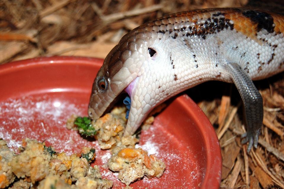 Optimizing Blue Tongue Skink Diet