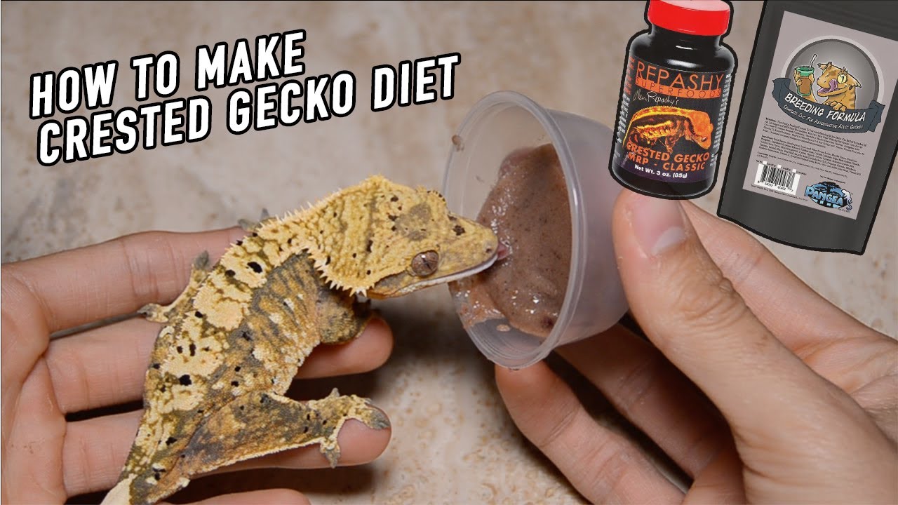 Crested Gecko Diet