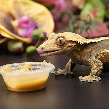 Healthy Crested Gecko Diet