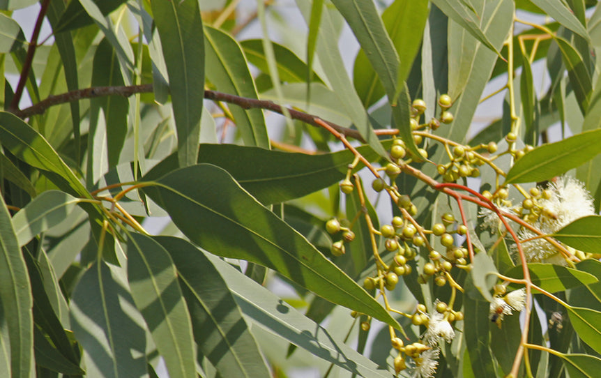 The Effective Guide to Koalas’ Diet: Discover What They Eat in 2025!