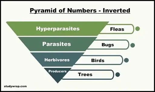 Effective Ways to Build a Pyramid of Numbers in 2025: Get Started Today!