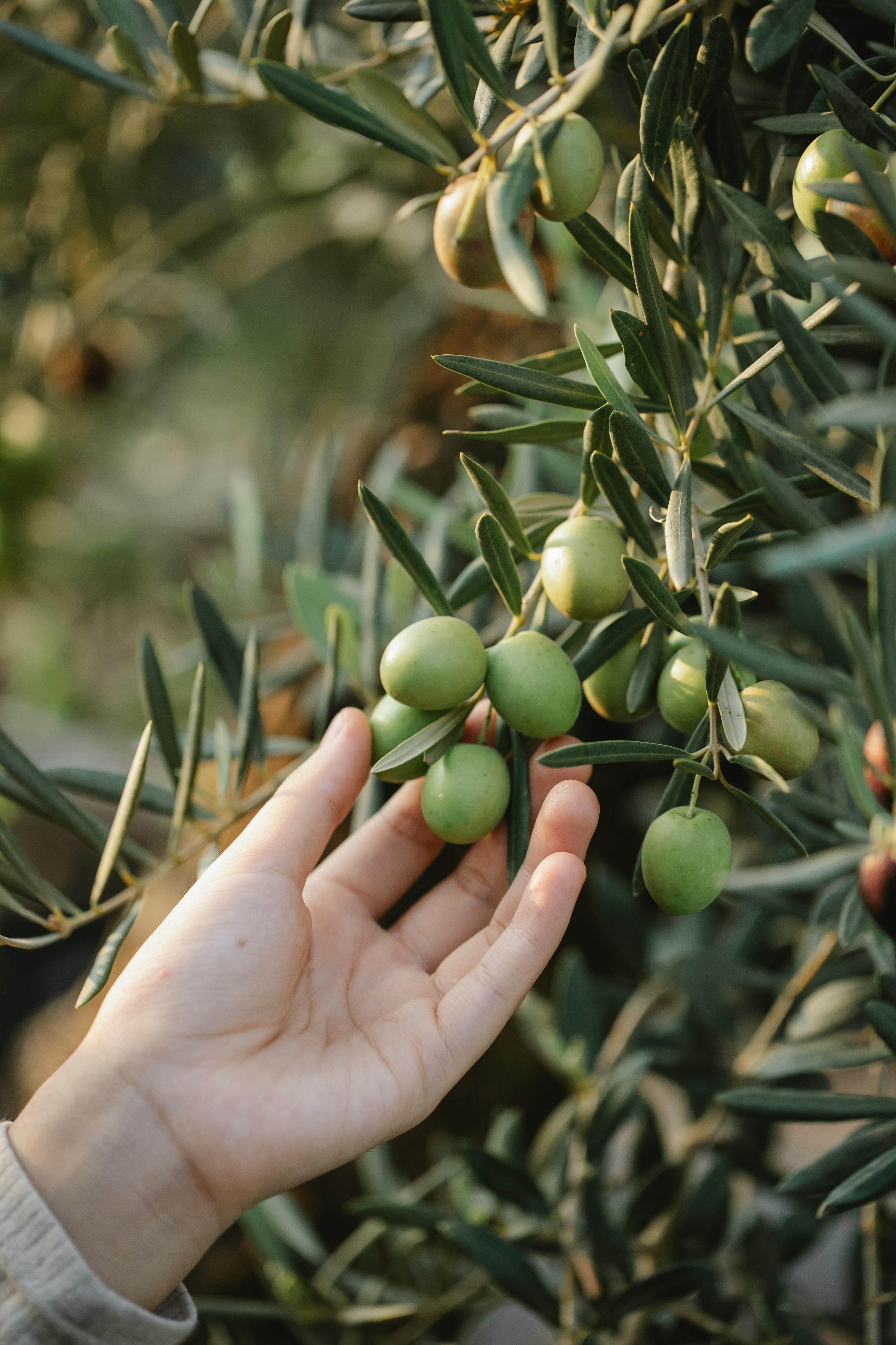 Low Sodium Olives