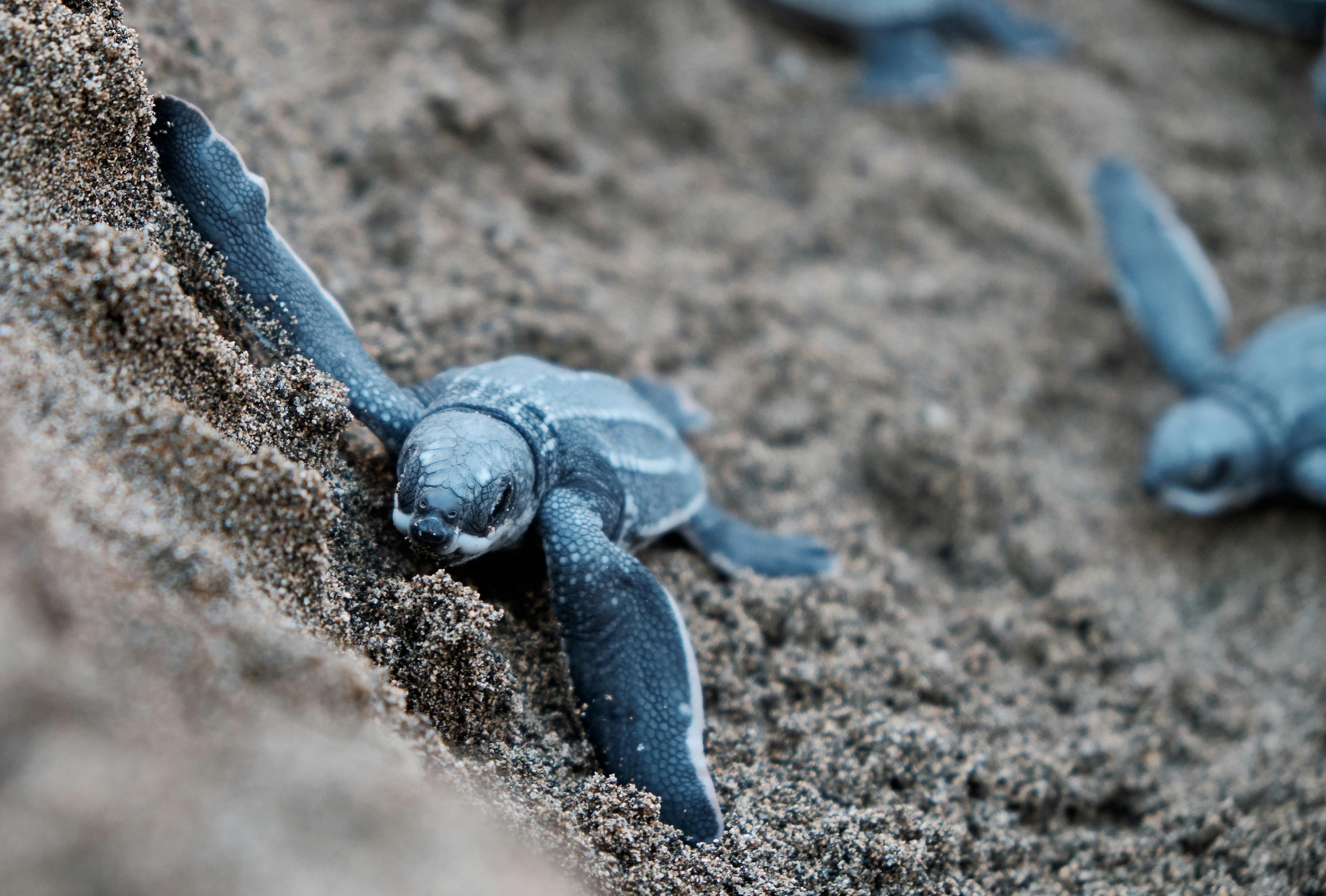 Leatherback Sea Turtle Feeding