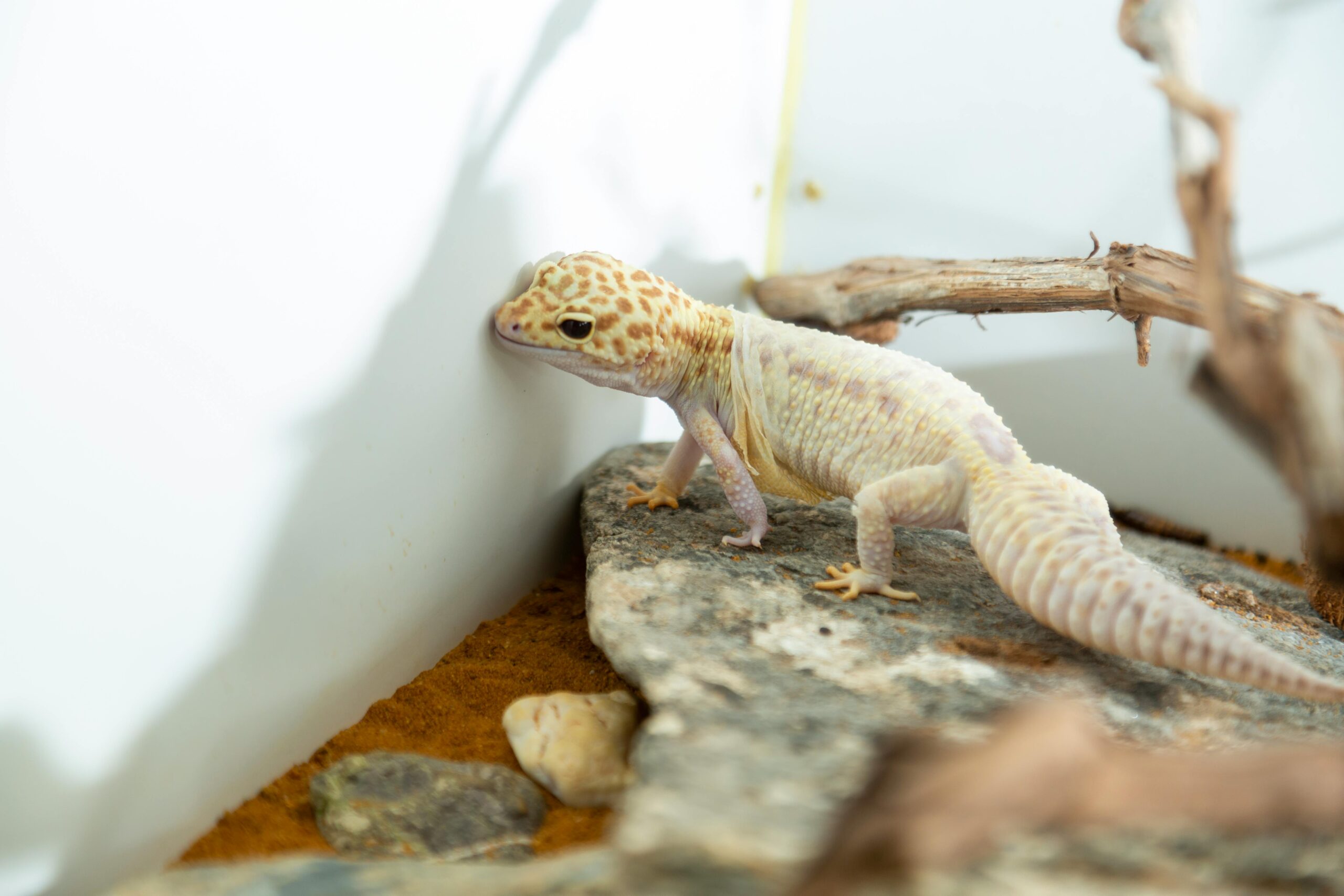 Effective Ways to Optimize Leopard Gecko Diet for Better Health in 2025