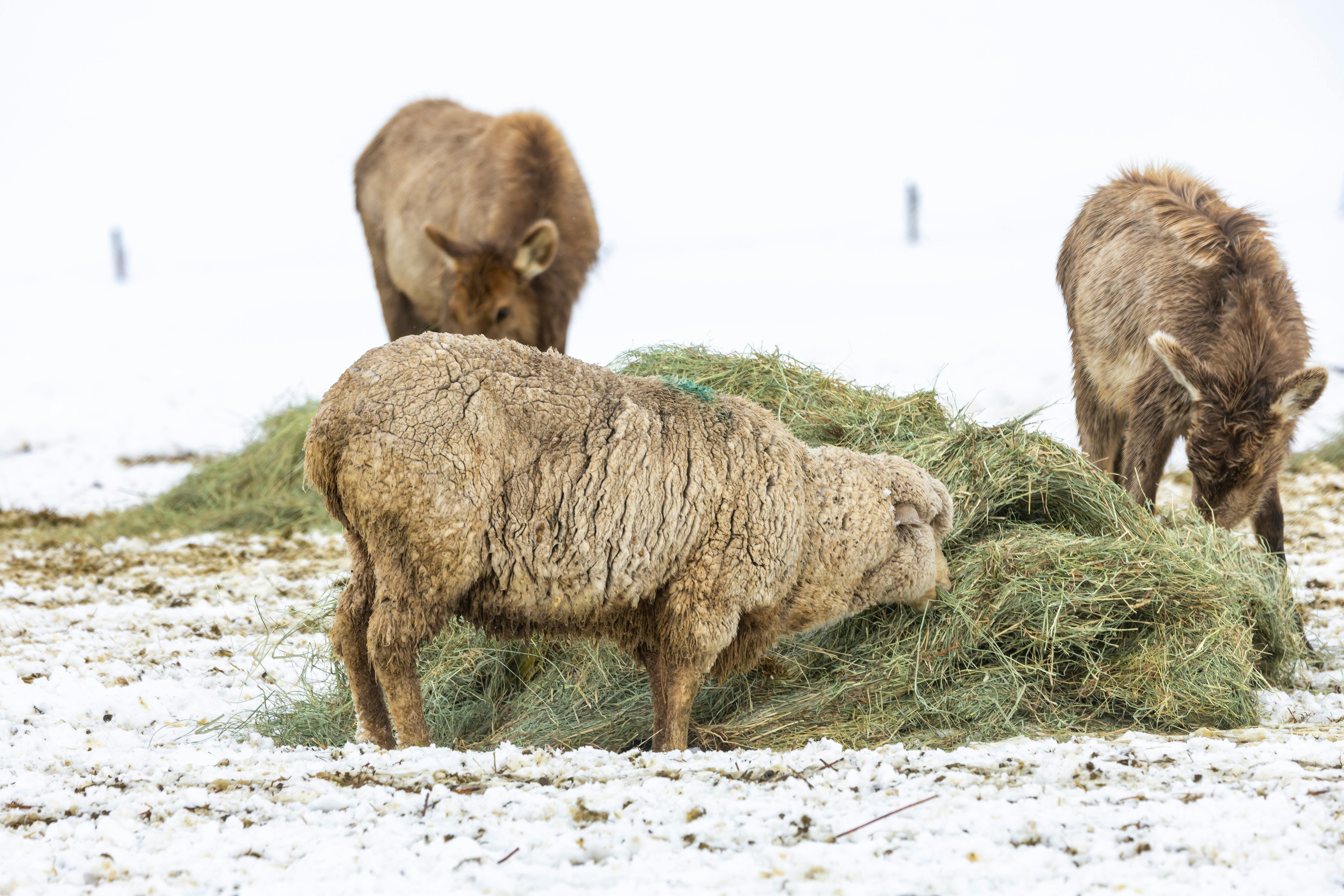 Snow Leopard Diet