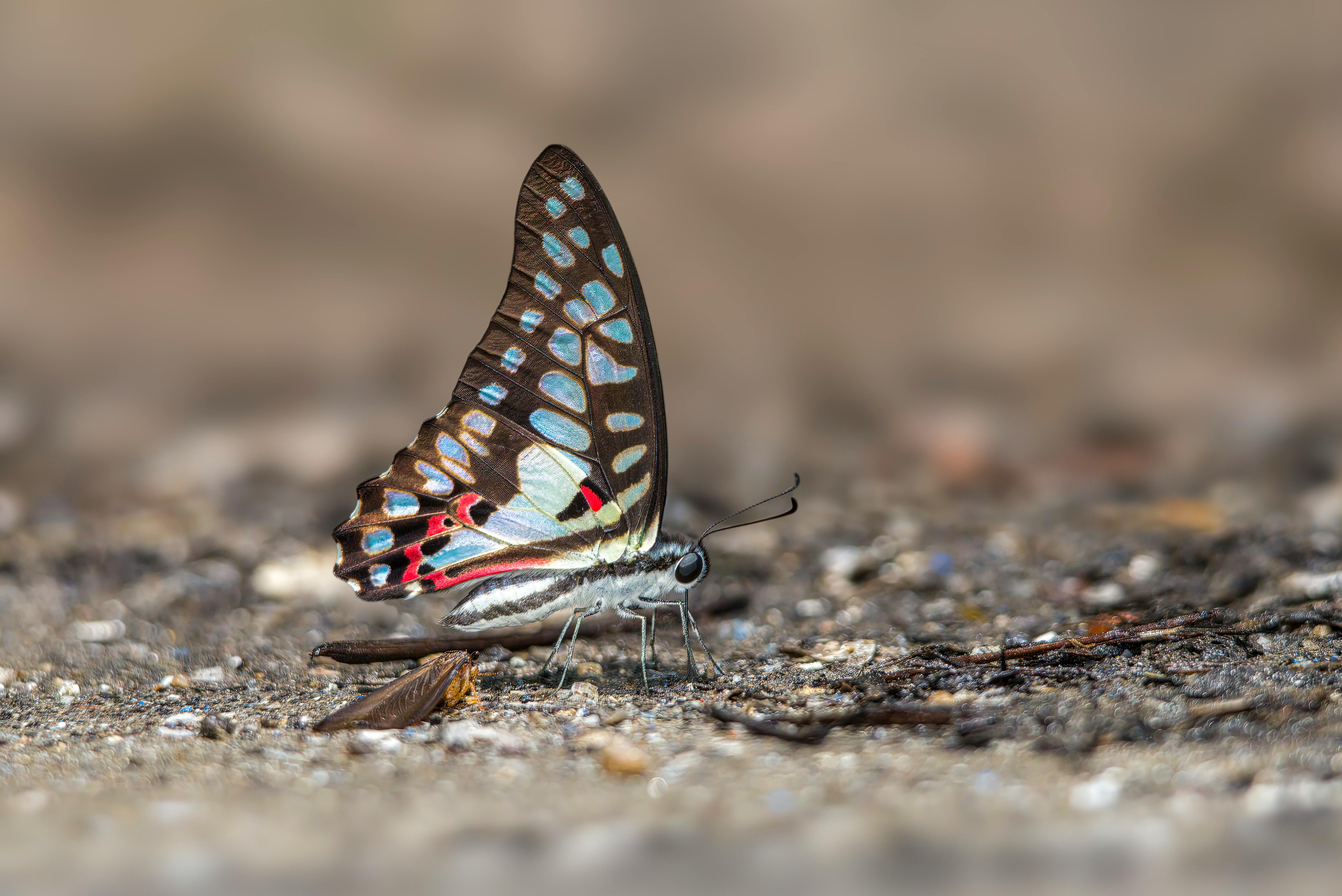 Garter Snake in Habitat