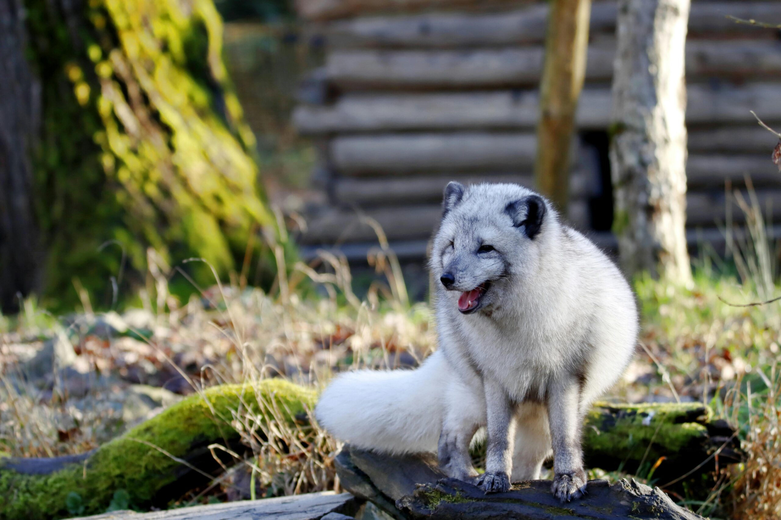 Effective Ways to Enhance Your Understanding of Arctic Fox Diet in 2025