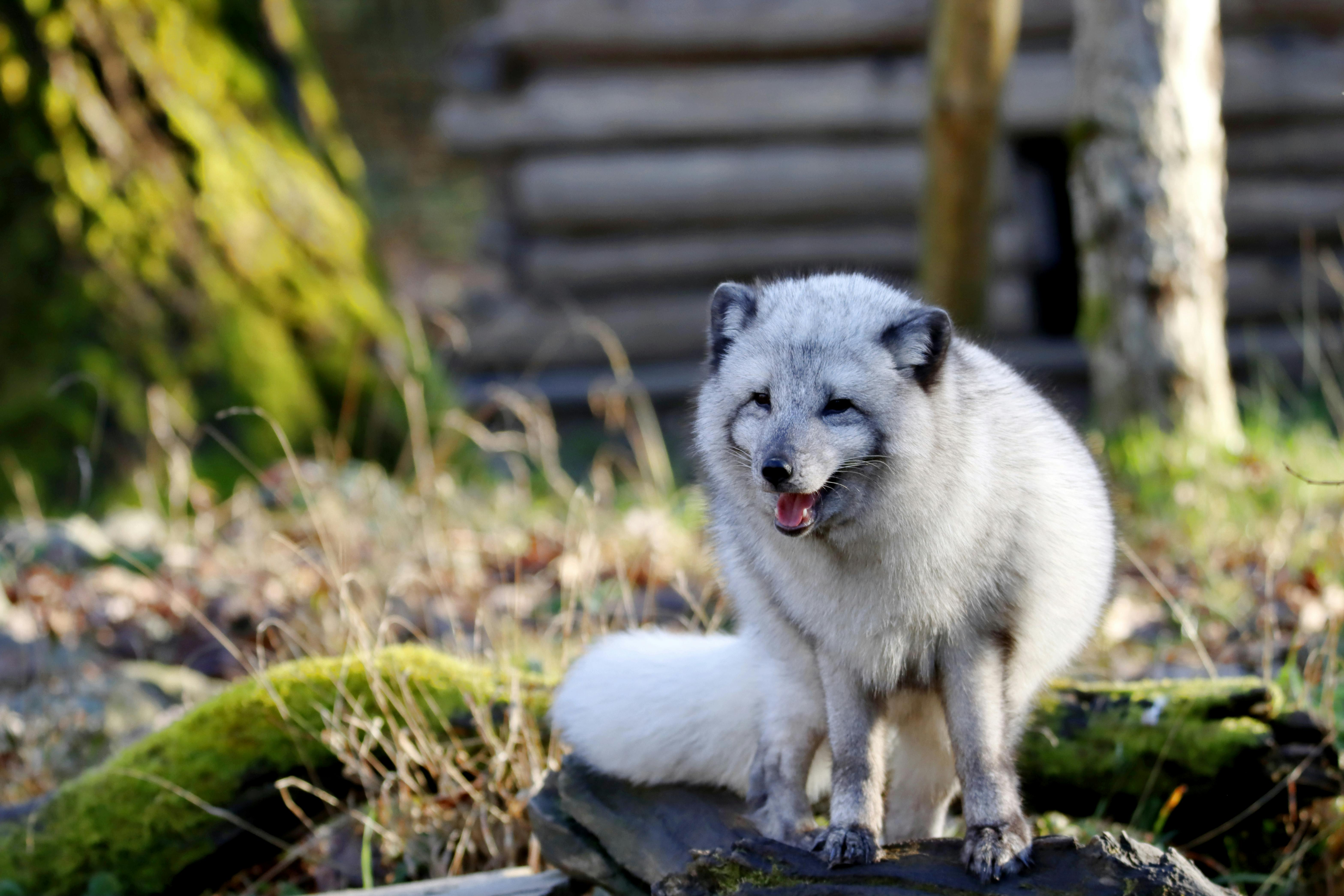 Arctic Fox Diet