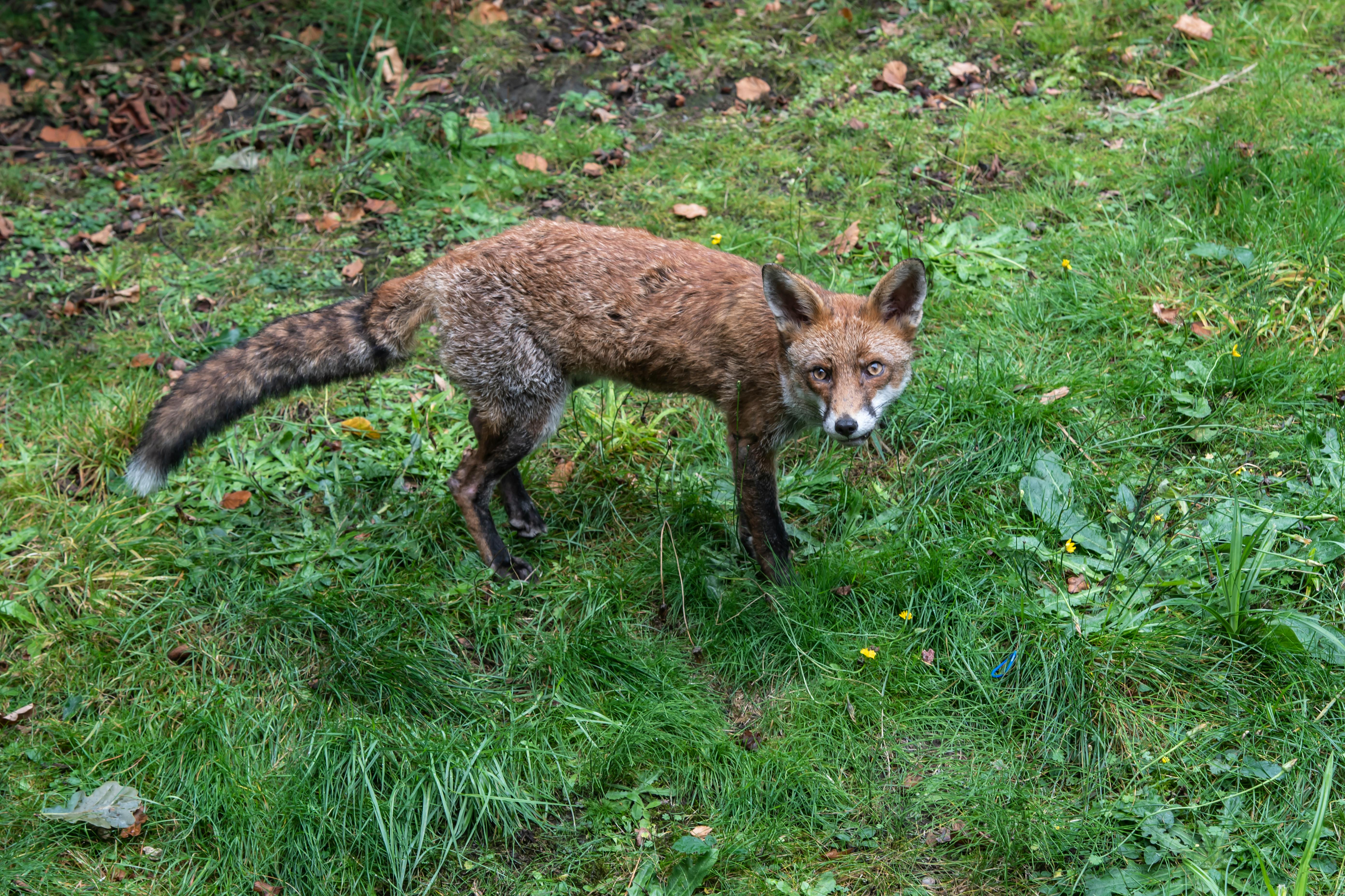 Arctic Fox Eating Behavior