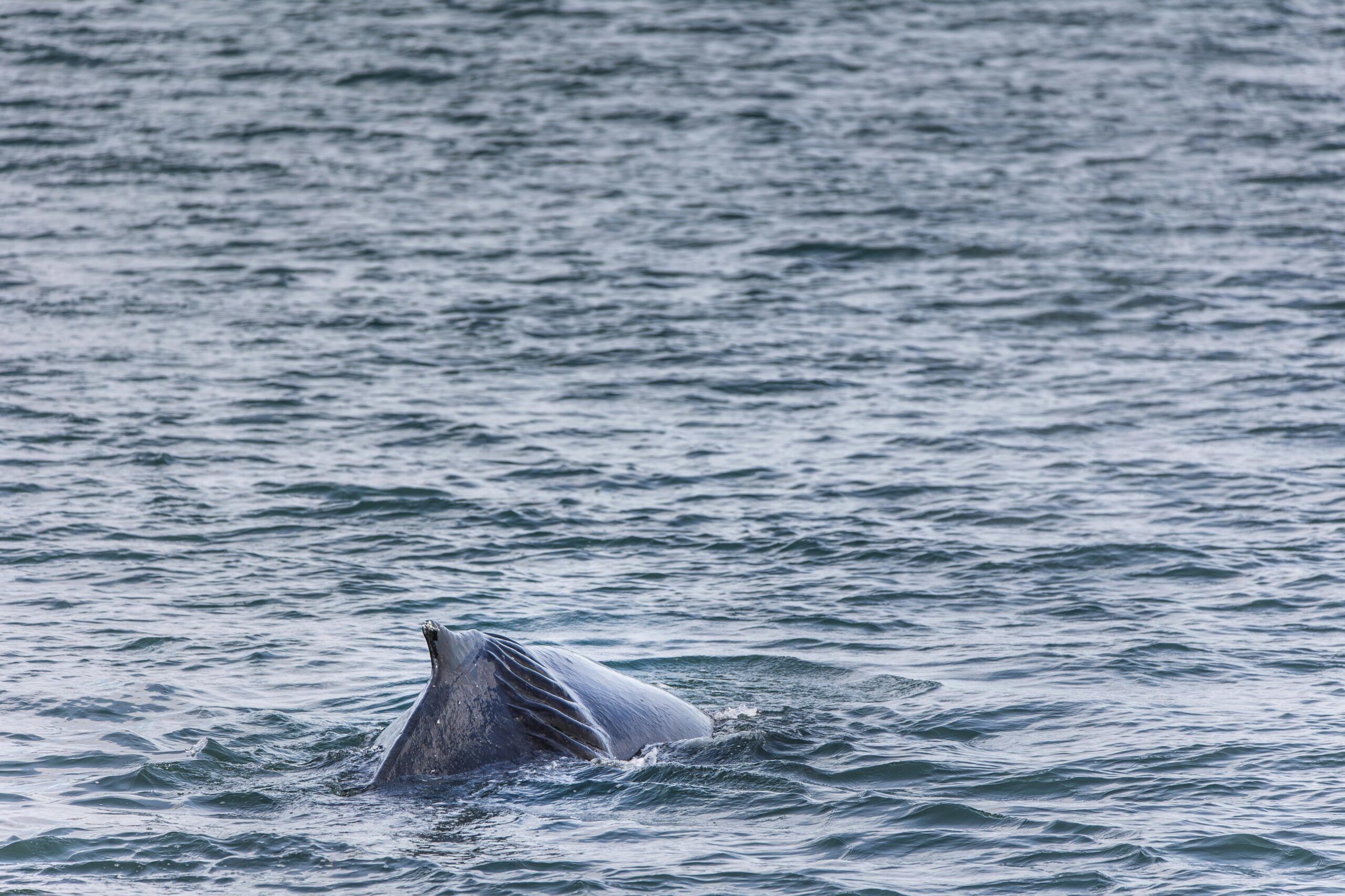 Comprehensive Guide to Beluga Whale Diet: Discover Effective Feeding Strategies in 2025