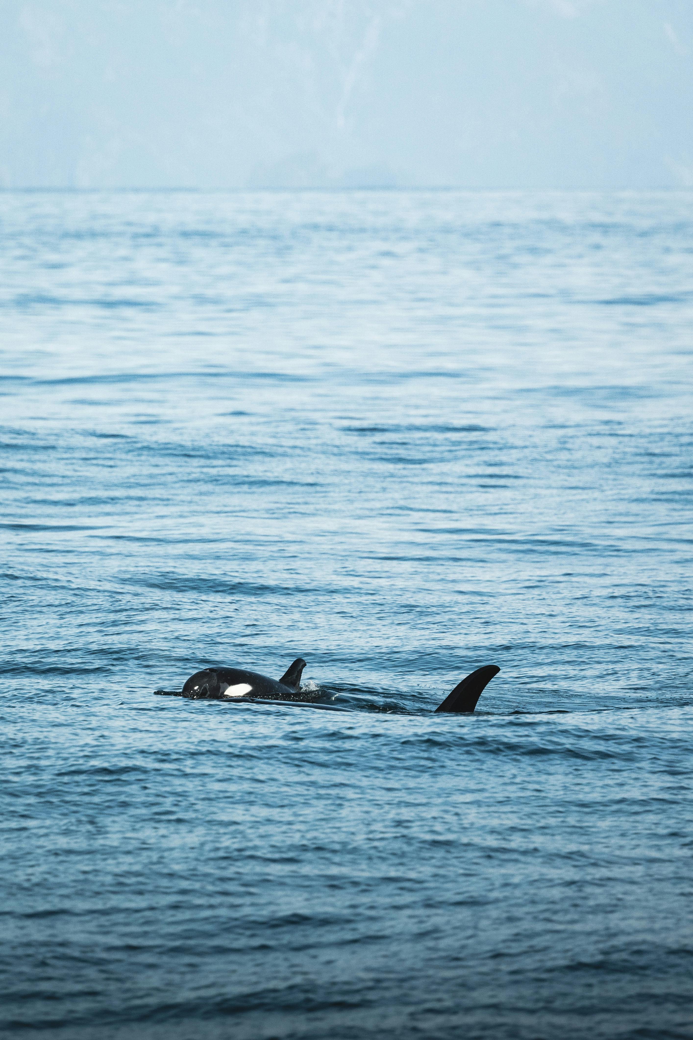 Beluga Whale Diet