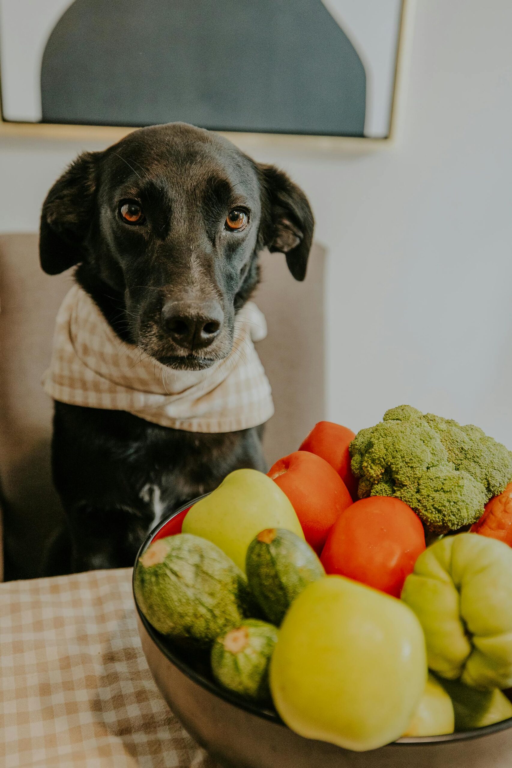 Effective Ways to Manage a Kidney Diet for Dogs in 2025: Improve Health and Well-Being